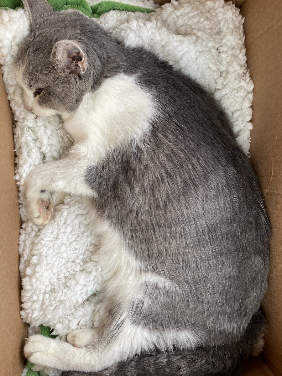 TJOBitch's tweet photo. Very sad day R.I.P JayDee! This time has been hard with the quarantine and now today got even more hard she was 18 and had a very good life 😭😥 https://t.co/WnAFVVwOiL