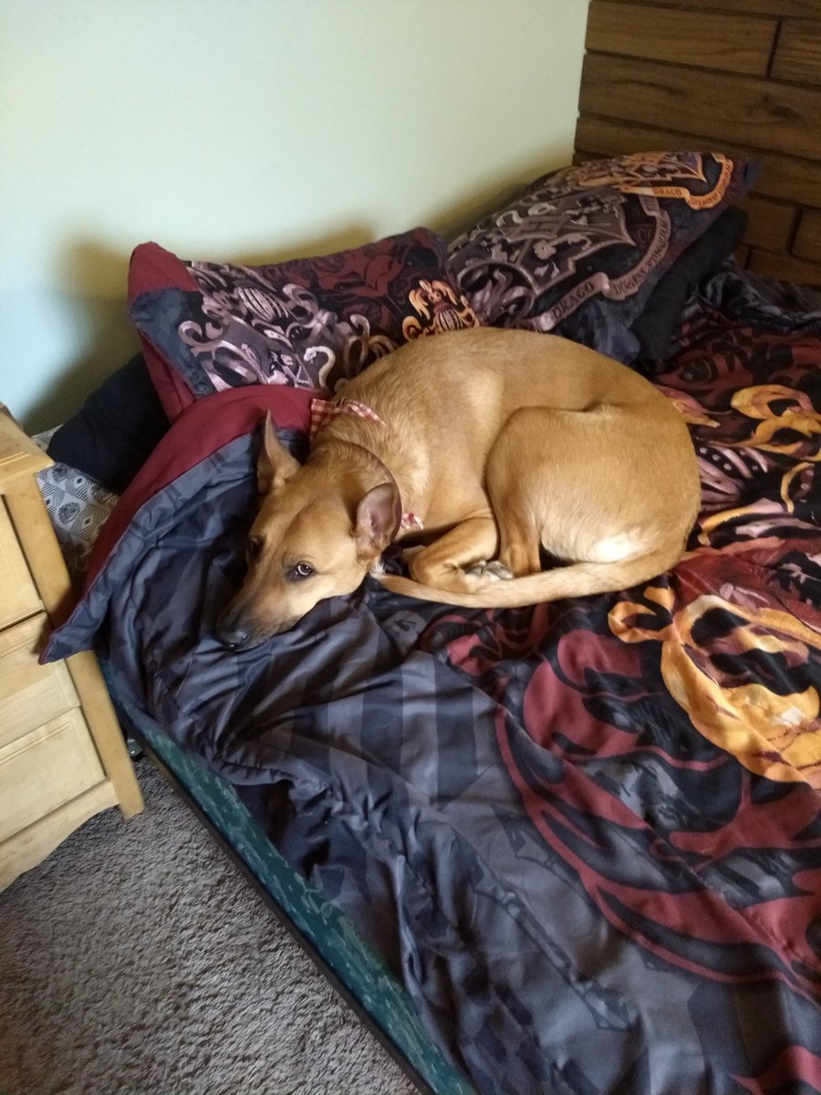 deepak_plpa's tweet image. Should I #write or #cuddle ? #workfromhomefail EVERY. SINGLE. DAY!!!