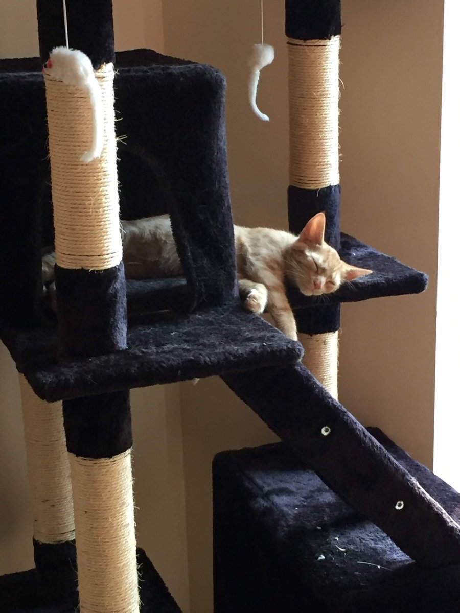 BelvidereCats's tweet photo. @OscarOliveandL1 Cat trees are the best - you have to get one ๐บ hereโs ours #catsincluded https://t.co/KkUeWSiEjo