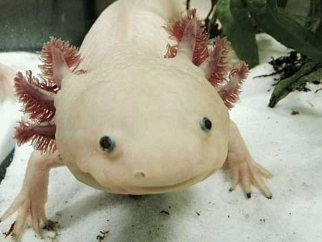 Axolotl. Really. This is not a new opinion. Plz make this happen  @Pokemon. thx (pic = wiki)