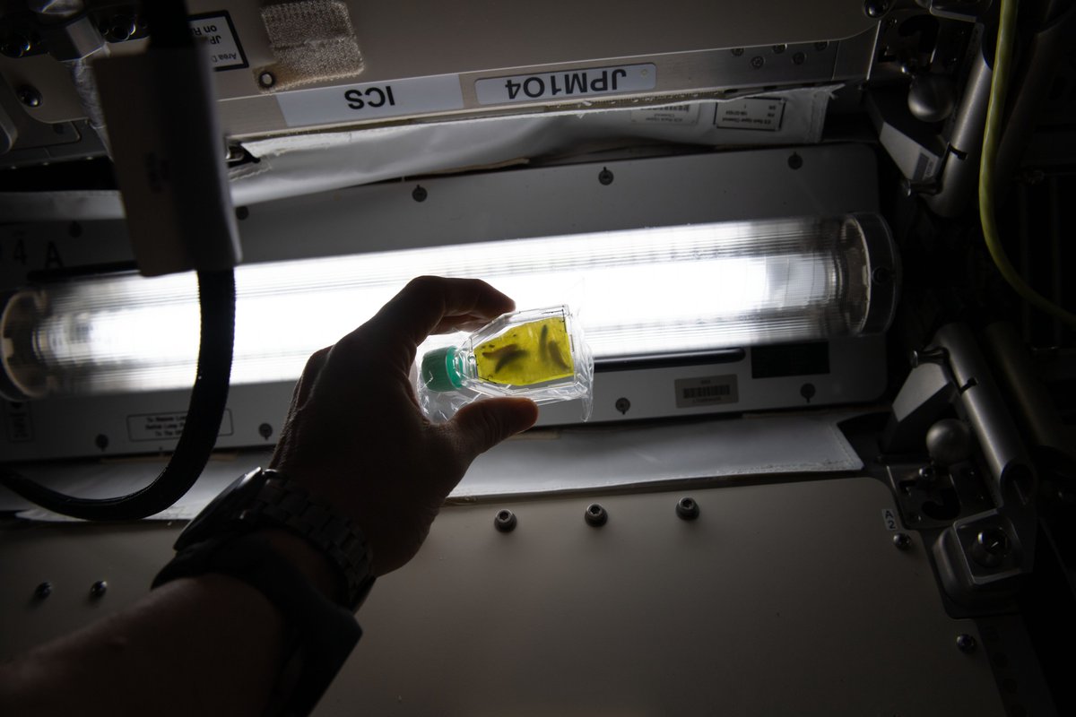 NASAScience_'s tweet photo. Inside this container, a new method of waste disposal is being tested.
Wax worms have been known to digest polyethylene, which makes up about 1/3 of the plastic worldwide. This study aboard the @Space_Station is testing if these worms could help dispose of plastic waste in space. https://t.co/SIc6FjuxJD