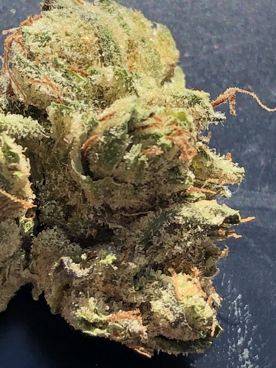 CAMPAIGN tweet media