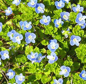 春に咲く可憐なお花 オオイヌノフグリ の名前の由来で盛り上がる人々 実のことだったのか Togetter