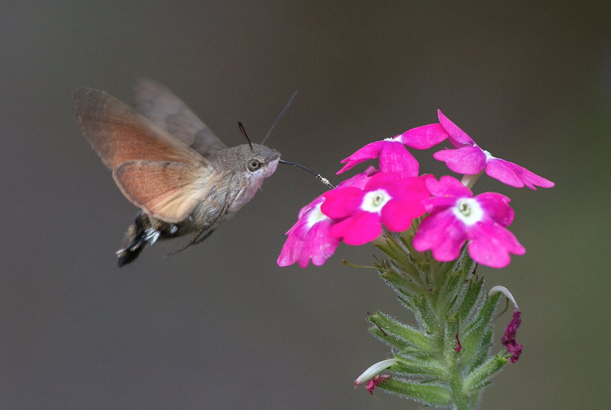 This Hummingbird hawk-moth. Fantastic Poke name. Bird-moth hybrid quality a natural fit. Anime eyes on animal that shouldn't have anime eyes. (image = wiki)