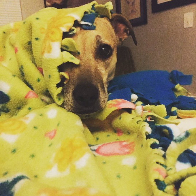 Woke up in the middle of the night and turned on the light and here&rsquo;s the first thing I saw. Moxie loves<a href="/tag/tbt"class="tags"><span>#tbt</span></a>