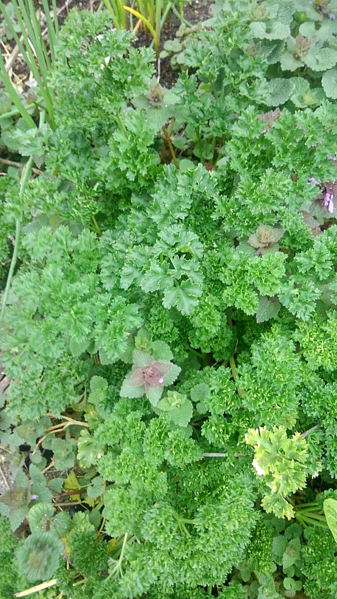 ট ইট র 泉山りずむ パセリを植えて欲しい 冬越しもする多年草です 朝摘んで 生が苦手なら茹でてもいいし 朝 一口 野菜を食べてください パセリ は むくみ解消 アンチエイジング に 効果が期待出来るそうです