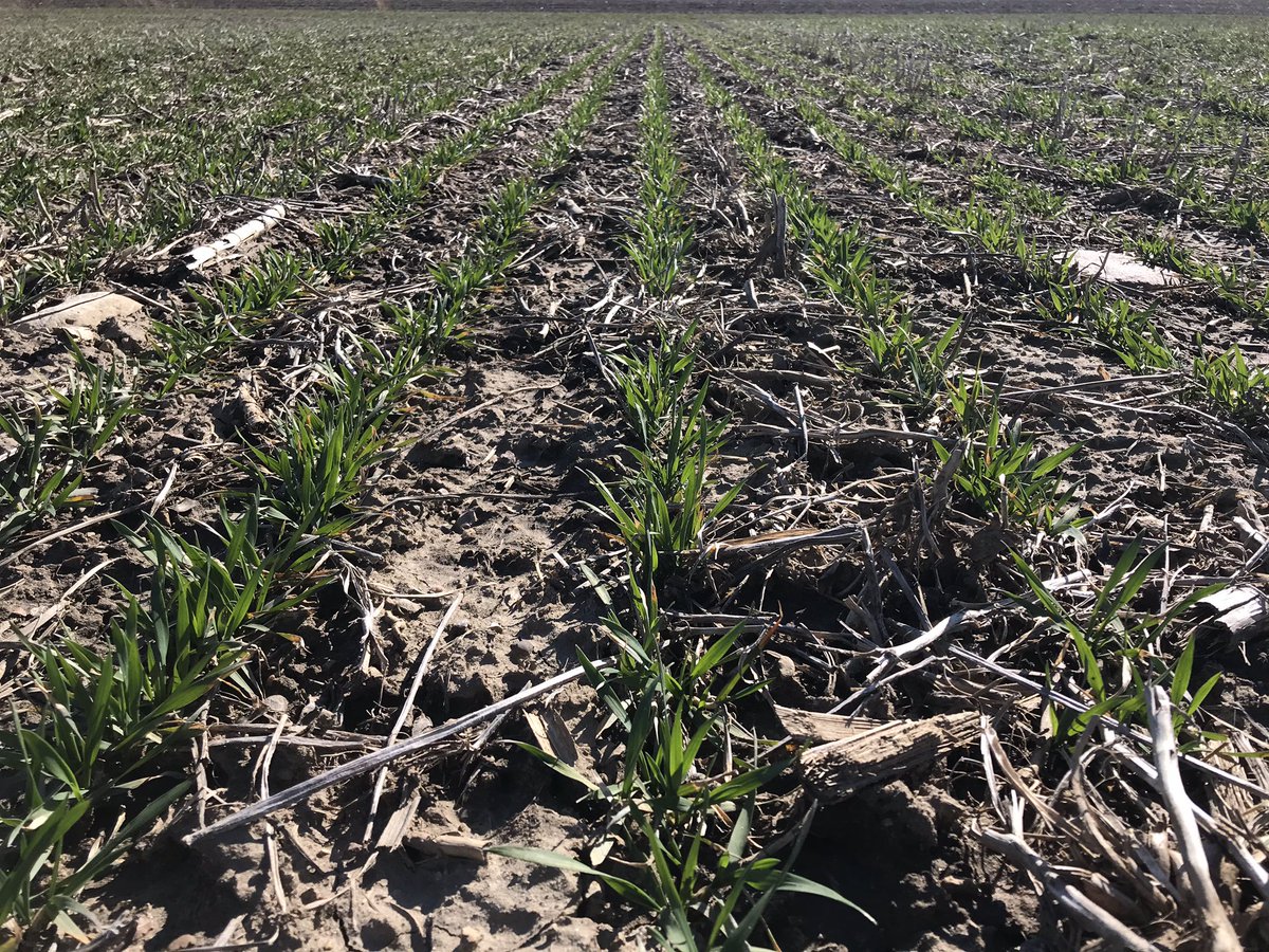 MillstoneCrop's tweet photo. This field of Adrianus is really starting to show off! First shot of N planned for early next week. #hardred https://t.co/K18u2GOgOc