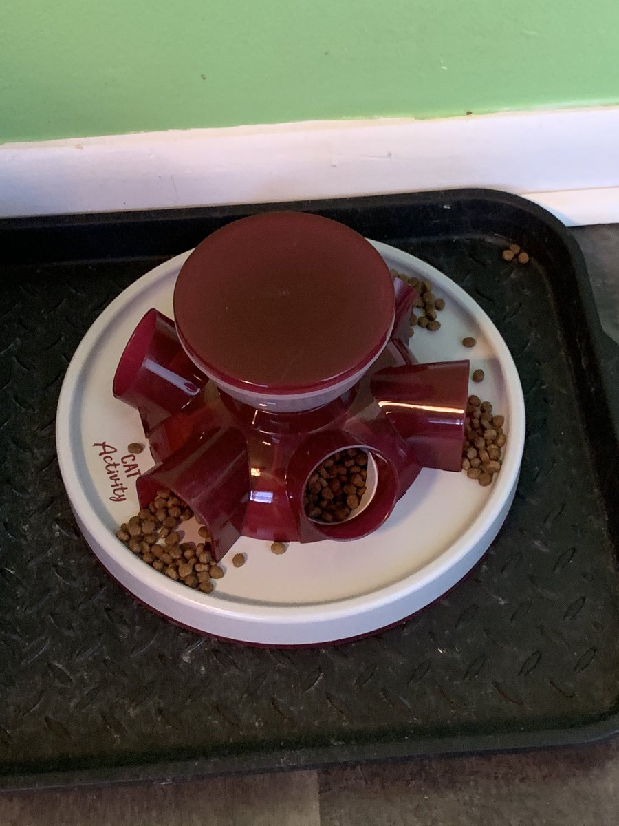 TheChloeClan's tweet photo. Look #CatsOfTwitter mom got us an activity feeder! WHAT NONSENSE!! This is why we hate @Chewy sometimes because they have shit like this that prevents us from pleasure GORGING ourselves 😹 https://t.co/1A559D7g4m