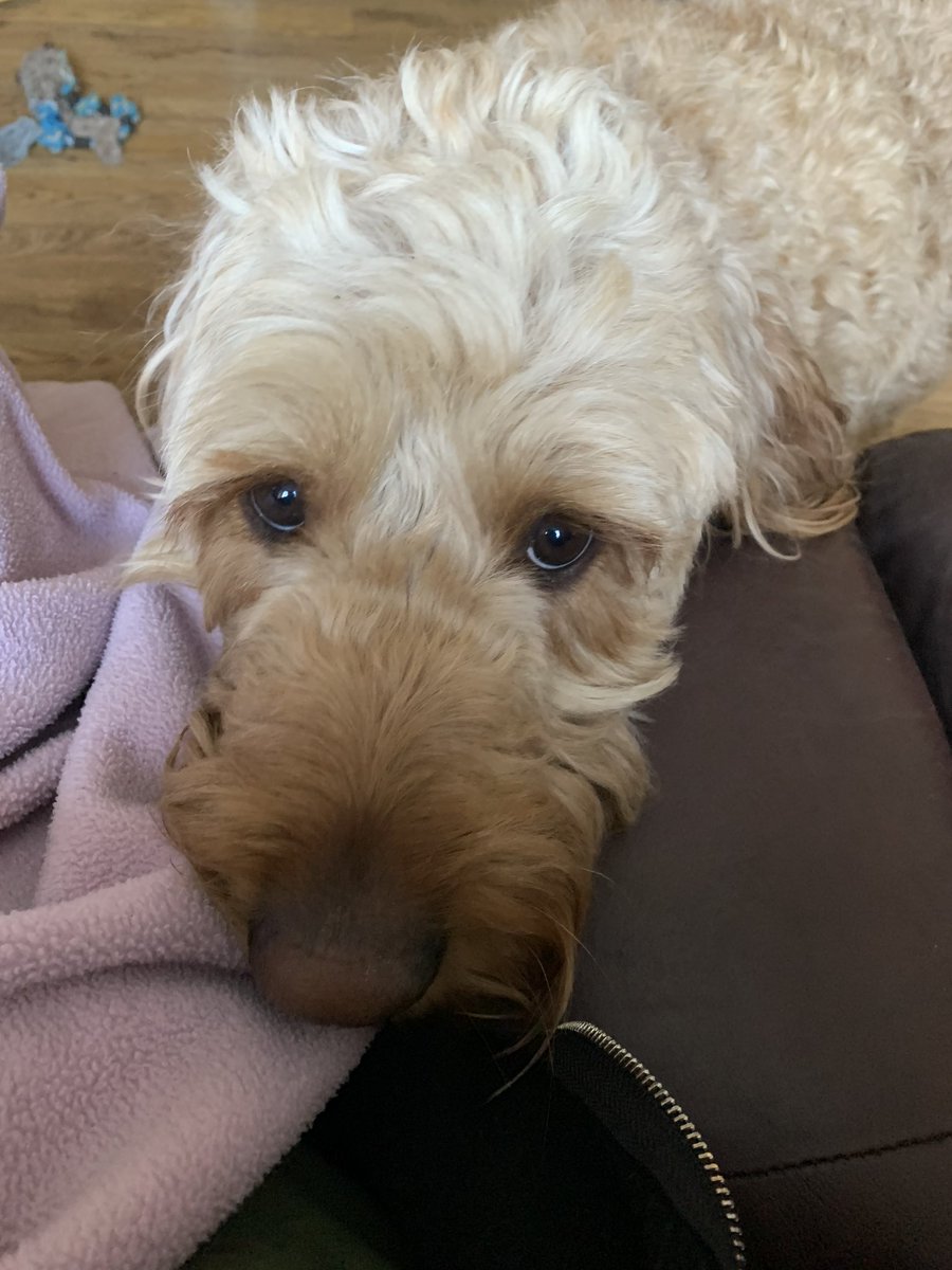 I’m all up for social distancing etc but does anybody on here speak dog? If so, please can they explain to this face why nobody comes and fusses him on his walks anymore?