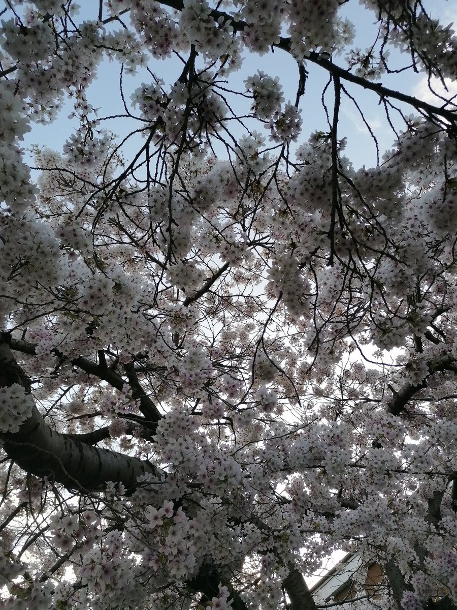 It's just the little things you appreciate so much more.... #blossom #SpringTime #StayHomeSaveLives