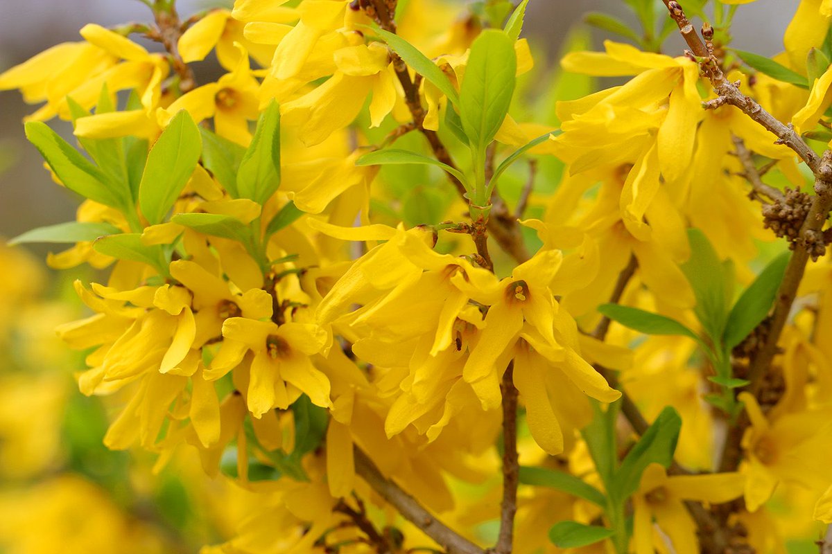 長居植物園 در توییتر 園内では シナレンギョウ が満開です 黄色い花がたくさんです 近くにはサクラの木もあり とっても華やか よく似ているレンギョウは花の後に葉を展開しますが シナレンギョウは花を咲かせるのと同時に葉を出すので 見分けることができます