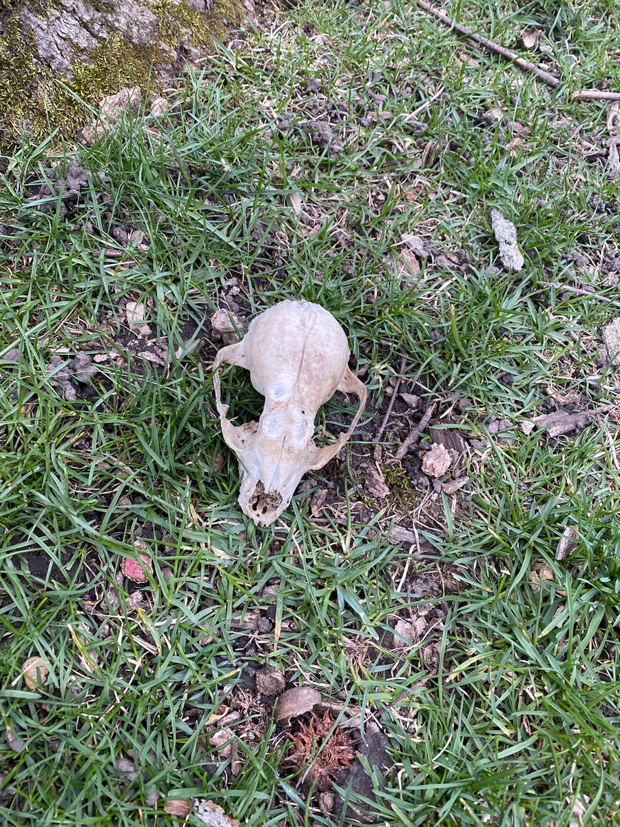 We found what appears to be a small animal skull(?) on our lawn. Any experts out there know what this is?