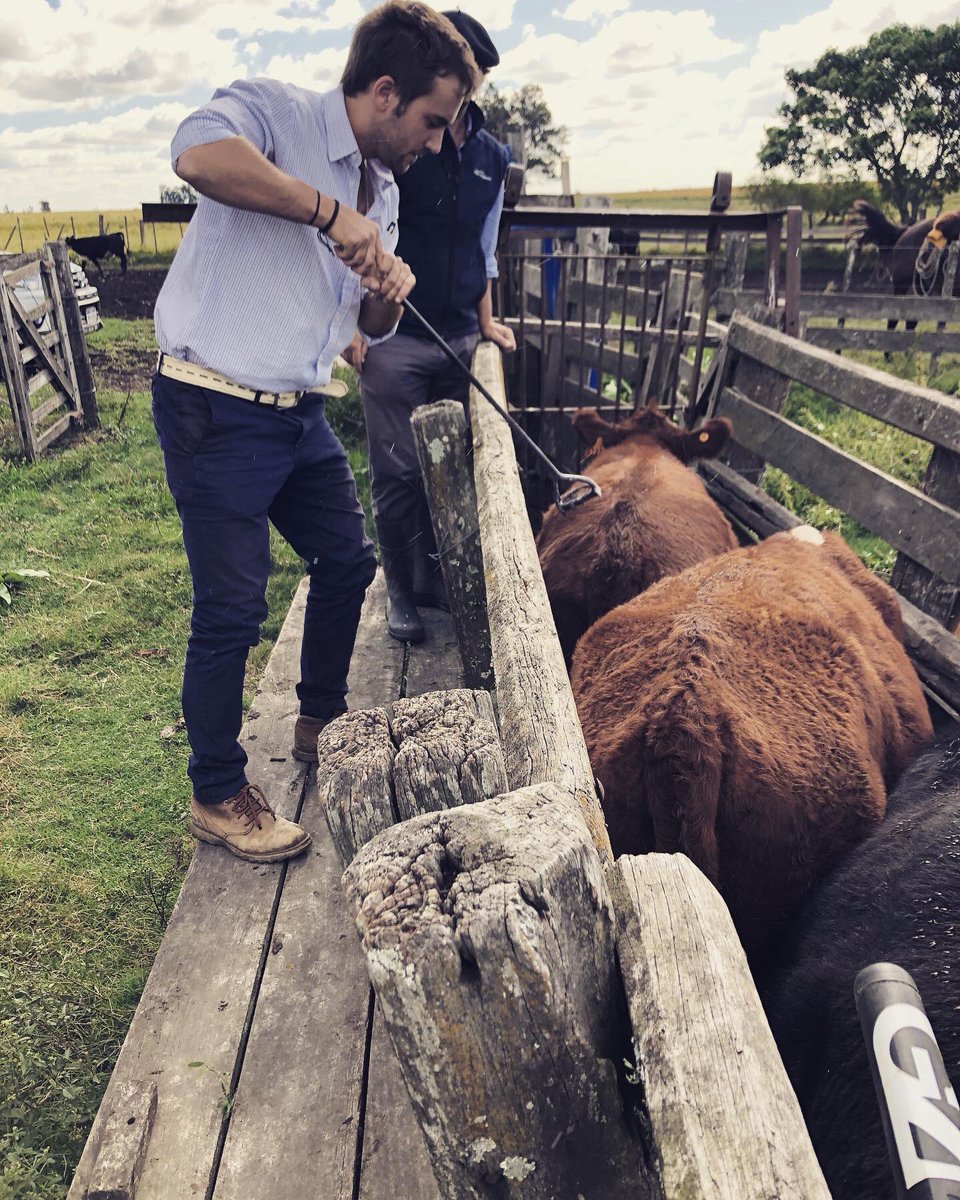 agrocapital_uy's tweet photo. Porque nosotros no podemos parar 🌱🐂seguimos revisando lotes de nuestros inversores ... Es tiempo de oportunidades, súmate a #laopciongenuina https://t.co/5NEATGQOOl