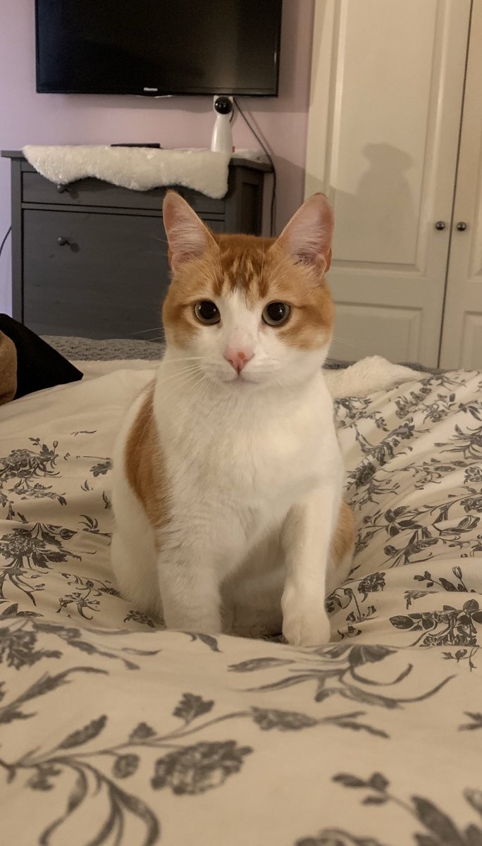 PetsForDeys tweet picture
