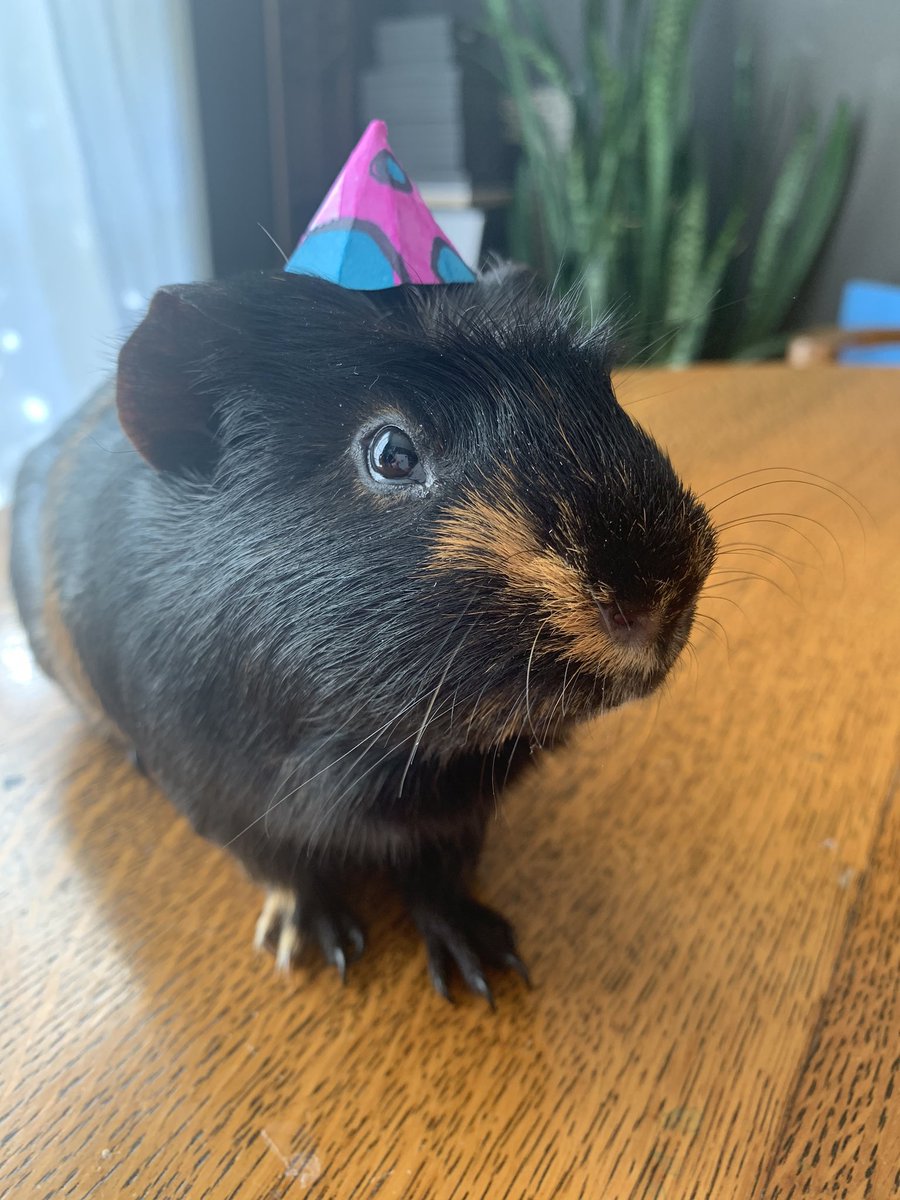 Does anyone need a photo of our guinea pig wearing a party hat?