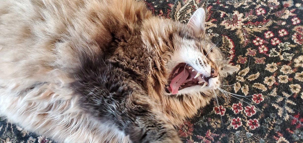 DixieCat10's tweet photo. I'm definitely tired of quarantine! #StayHomeSaveLives https://t.co/tn7rnYvuNb
