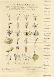 The history of botany has, since at least the mid-18thC, been bound up in questions of gender + sex. Linnaeus' sexual system of classification named + ordered plants based on their stamens ("male" sex organs) + pistils ("female" sex organs)--his nuptiae (marriages) plantarum.
