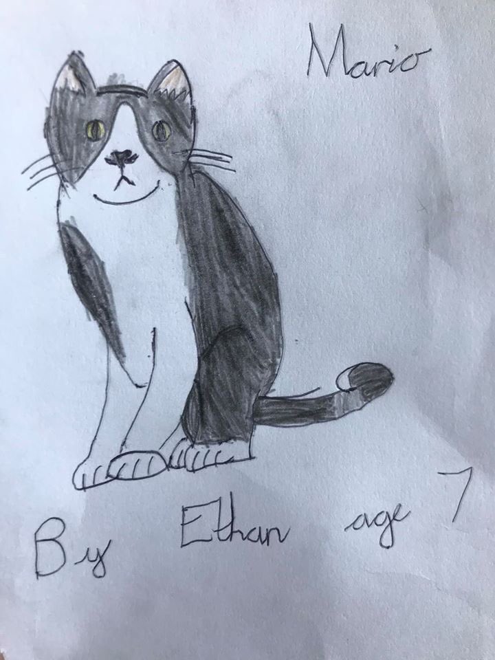 #RainbowsForNightingale #WillowsPetPawtraits