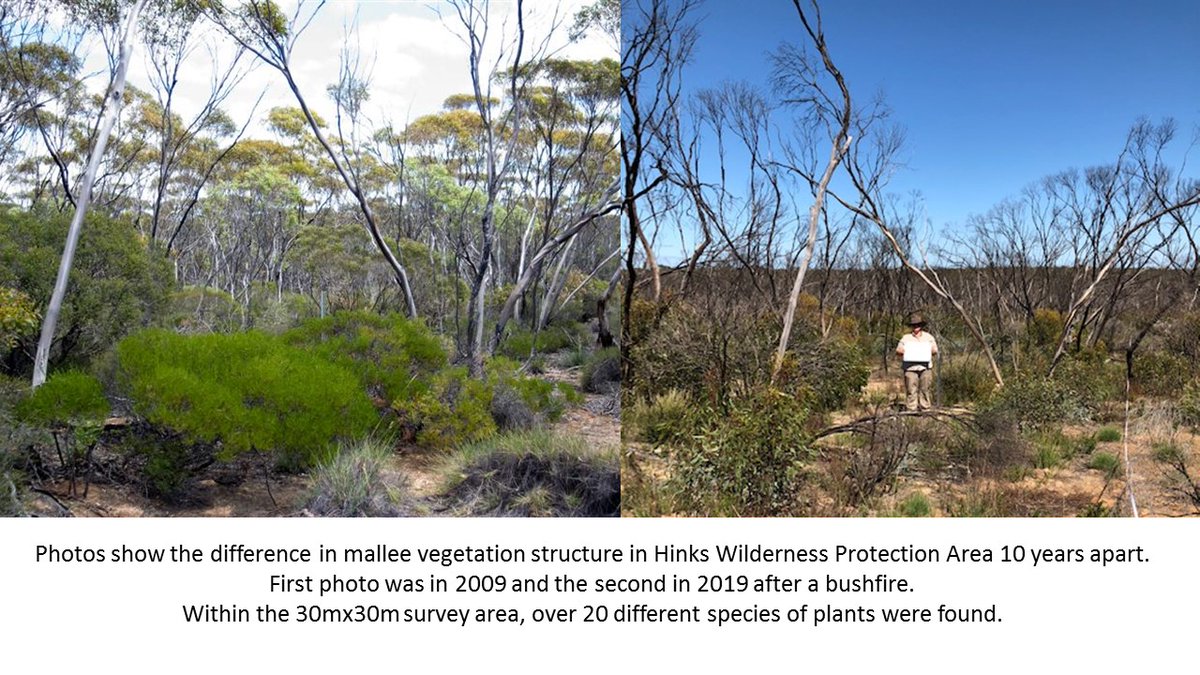 EPLandscapeSA's tweet photo. Did you know we have 350 vegetation survey sites across the #EP? All part of a long term biodiversity program. Quick health check up with the nature doctor for the environment. Visit https://t.co/t9iAcCmBU7
#10YearsApart #VegetationMonitoring #EyrePeninsula #Plants #Biodiversity https://t.co/jHhqNFBigU