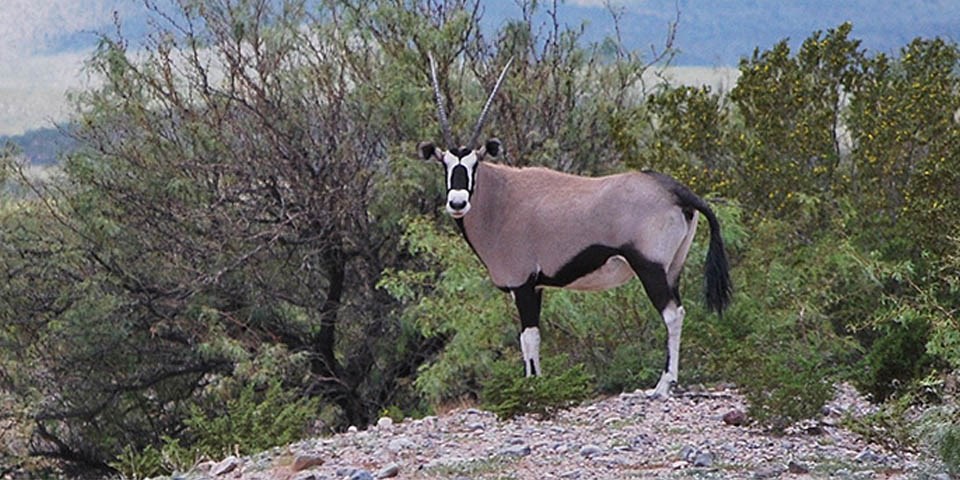 Hello friends! Today I'd like to talk to you about the African Oryx and why they live wild in, of all places, New Mexico.