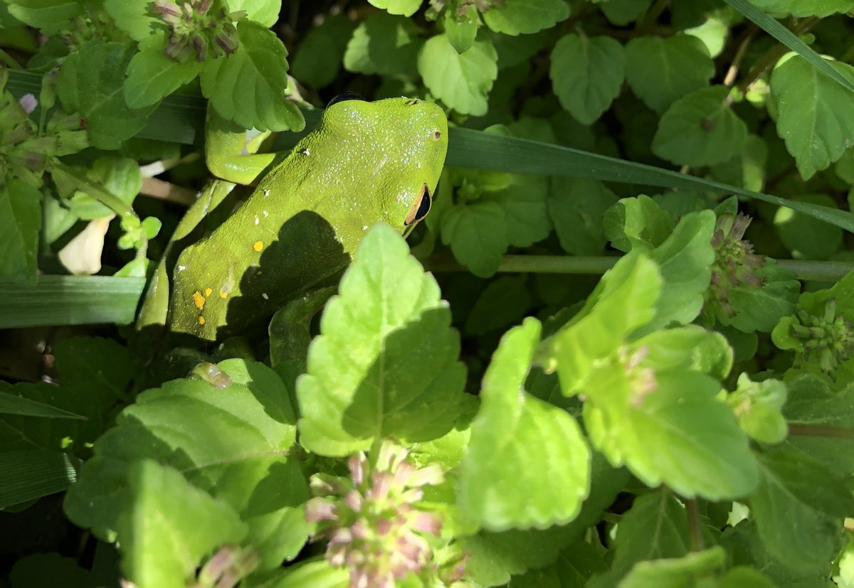 1 of 3 frog species we found today! Can’t wait for Summer Camp! @ChildrenNature @georgiadeptofed @GetOutKids @ChildMindInst @RootsnSTEMs @Georgia_EEA @naturpulse @ForestSchoolFun @NatureFSchools @natureplaysign @forsythnews @forsythchamber @forsythmommies @ForwardForsyth