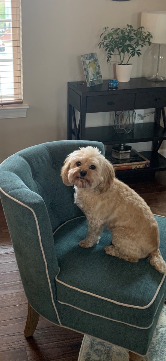 christiepday's tweet image. Hi all! Christie, a Learning Innovations Specialist from Fairfax County. Checking in from my couch with this furry guy -- Gus -- by my side. :) Look forward to learning from colleagues across the Commonwealth! #VaLINchat