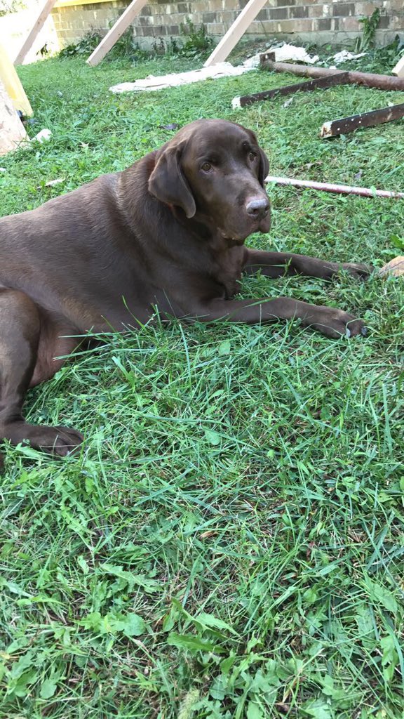 emmaaaa_34's tweet photo. Heaven gained another angel yesterday. Thank you for being my best friend since I was seven. You were the best dog a family could ever ask for and we are so grateful for you. I love you forever and always Buster.🐾❤️ https://t.co/23RCqz5w3J