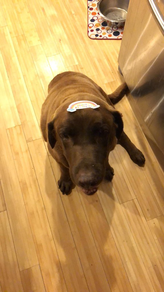 emmaaaa_34's tweet photo. Heaven gained another angel yesterday. Thank you for being my best friend since I was seven. You were the best dog a family could ever ask for and we are so grateful for you. I love you forever and always Buster.🐾❤️ https://t.co/23RCqz5w3J