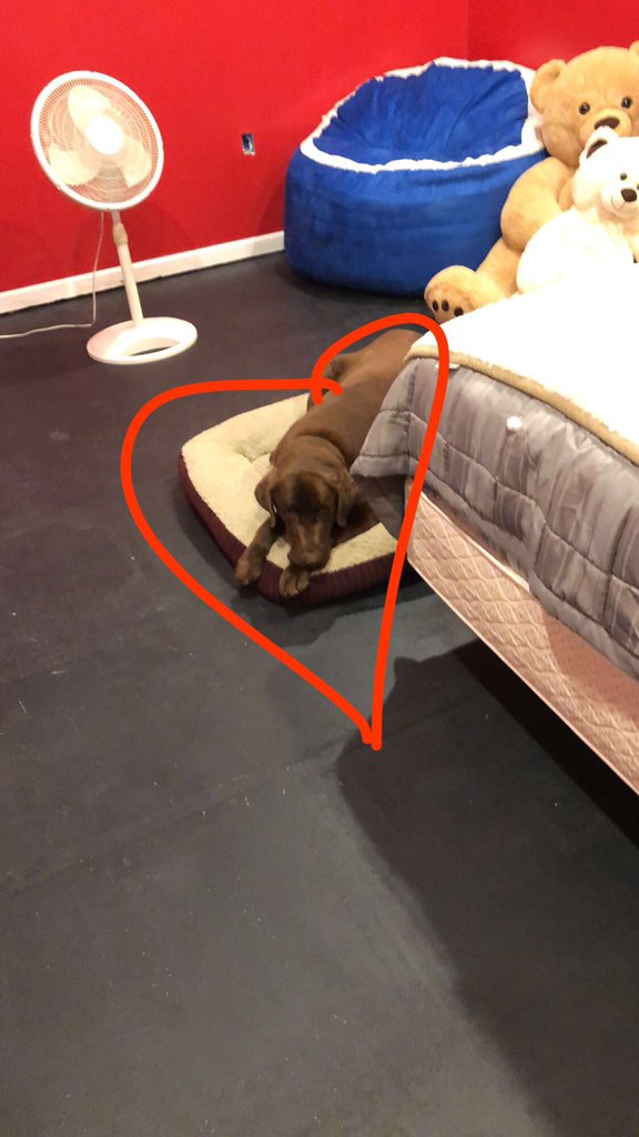 emmaaaa_34's tweet photo. Heaven gained another angel yesterday. Thank you for being my best friend since I was seven. You were the best dog a family could ever ask for and we are so grateful for you. I love you forever and always Buster.🐾❤️ https://t.co/23RCqz5w3J