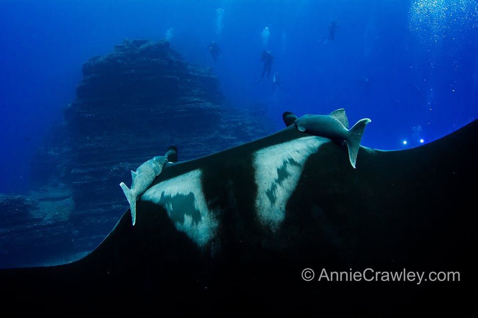 AnnieCrawley's tweet photo. People take dance lessons for every genre you can imagine...but have you heard of the Manta Dance? Bubbles, twirling, spinning are involved and did I mention scuba? Join me in the blue! In comments share what animals you’ve danced with! #BlueMind #scubadiving #PADI https://t.co/N33JvDK3qz