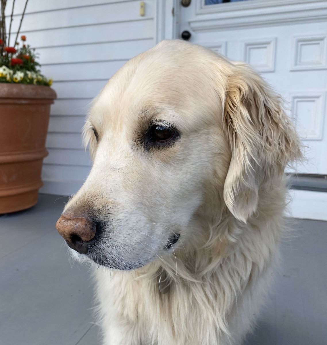 jimmyfallon's tweet photo. I interview my dog Gary for the first time ever on the show tonight. She’s nervous. #FallonAtHome #NBC #YouTube /fallontonight https://t.co/y9UPdlnHDb