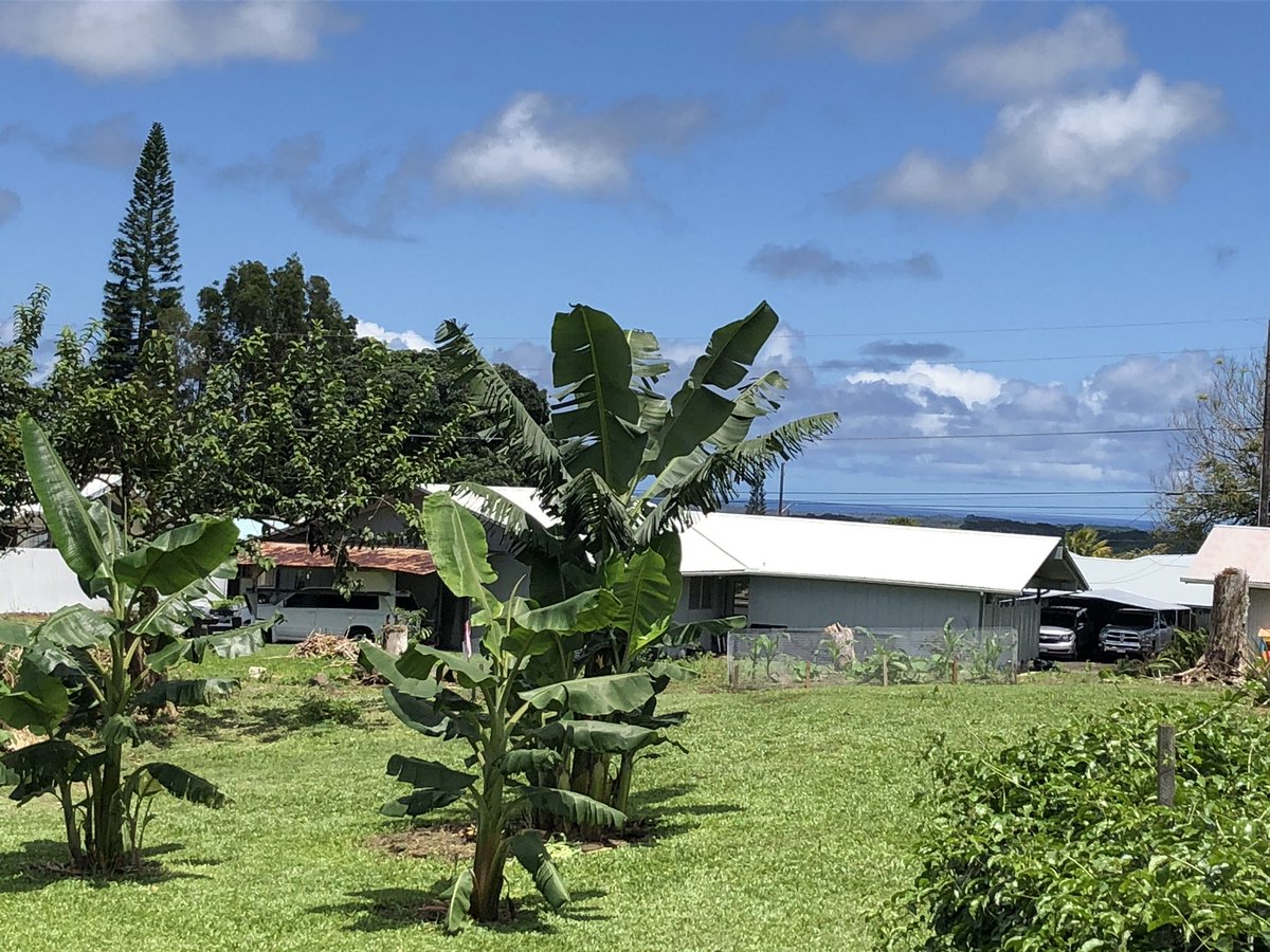 HawaiianMainer's tweet image. Just a beautiful day on The big Island...  lots of our plants are exploding!  You can see the ocean in the distance ...get out in the fresh air but #staysixfeetapart #justdoit #ocean #Beautiful