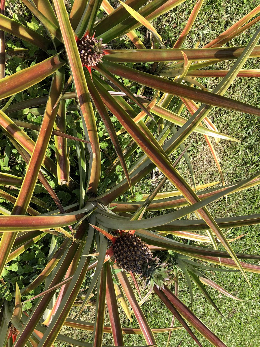 HawaiianMainer's tweet image. Just a beautiful day on The big Island...  lots of our plants are exploding!  You can see the ocean in the distance ...get out in the fresh air but #staysixfeetapart #justdoit #ocean #Beautiful