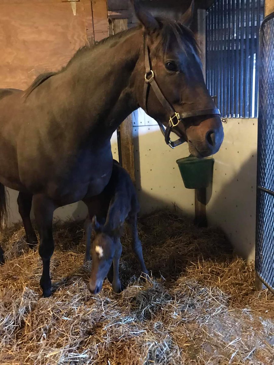 Hpistable's tweet photo. Thank you to @DiamondBFarmPA for always taking such great of their horses and keeping the greatest communication with all the clients at this difficult time in the world. 

@PA_PHBA @PTHA17 @PennHorseRacing @HollywoodPenn https://t.co/jUhfaKlOIr