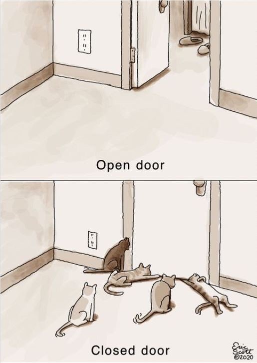 Cats and doors😂🤣😂❤️😻