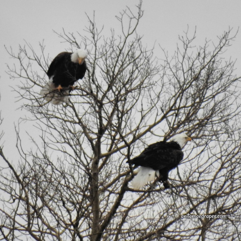 AnitaMaeDraper's tweet photo. Saw 4 adult and 1 juvenile bald eagles on March 26th, all in 1 flock. Branches hid the juvenile and wind currents got between my zoom and them, but these two showed up pretty nice. #BaldEagle #birdsofSaskatchewan #FreeAsABird #naturesaskatchewan #springmigration2020 https://t.co/9qA7j0jV8B