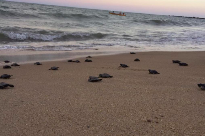 chvnoticias's tweet image. Cerca de 100 tortugas en peligro de extinción nacieron en una playa desierta por el coronavirus bit.ly/2JC3dTz