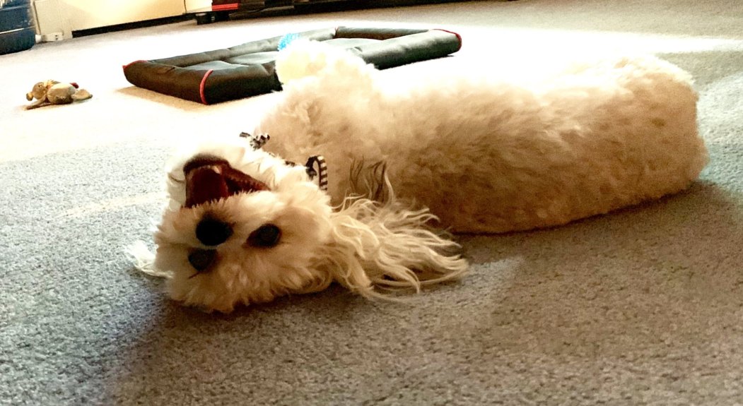 MLRoboskyFCPS's tweet image. A2: This little guy is what keeps me sane in this crazy time. I think the best thing we can do for those around us is be compassionate and patient as we all adjust to the "new normal." #VALINchat