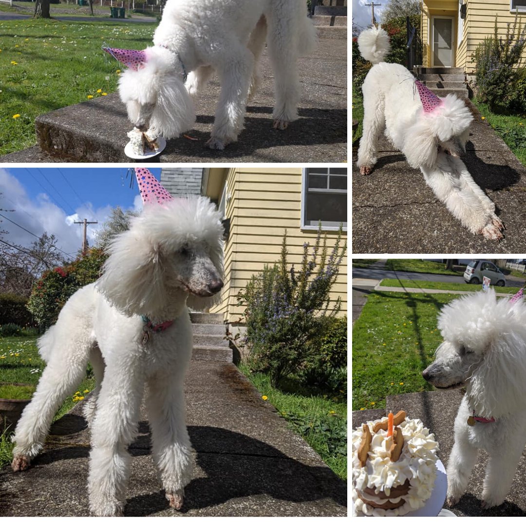 HillsboroLib's tweet photo. Venice and her furry therapy friends miss you all very much. Stay tuned for a surprise coming from our Read the Dogs crew soon! In the meantime, enjoy Venice's most recent photos. Venice turned 10 yesterday. Happy belated birthday Venice!!
#wccls #hillsborolibrary #readtothedogs https://t.co/S56eBGIMcD