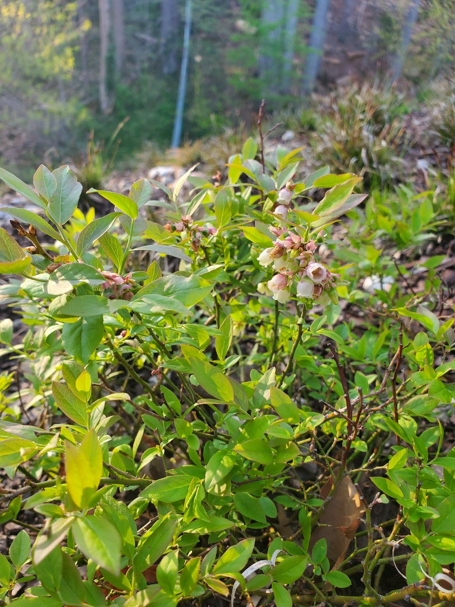 Wesley_R_Brooks's tweet photo. Lowbush Blueberry (Vaccinium angustifolium) #VAwildflowers #SpringQuarantine https://t.co/6vi5qD4437