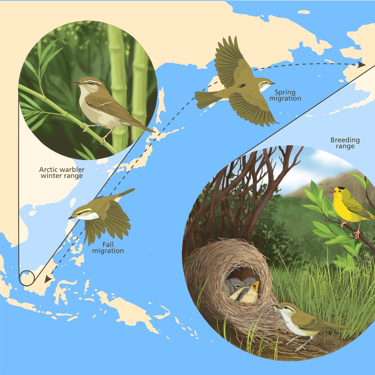 The majority of Arctic Warblers live west of North America - in Eurasia, Russia/Siberia, Mongolia, & China. A tiny portion of them occur just in  #Alaska. How neat is that?  #ornithology  #SciComm  #SciArt by  @laurelmundyillo (bonus Wilson's Warbler in there!)