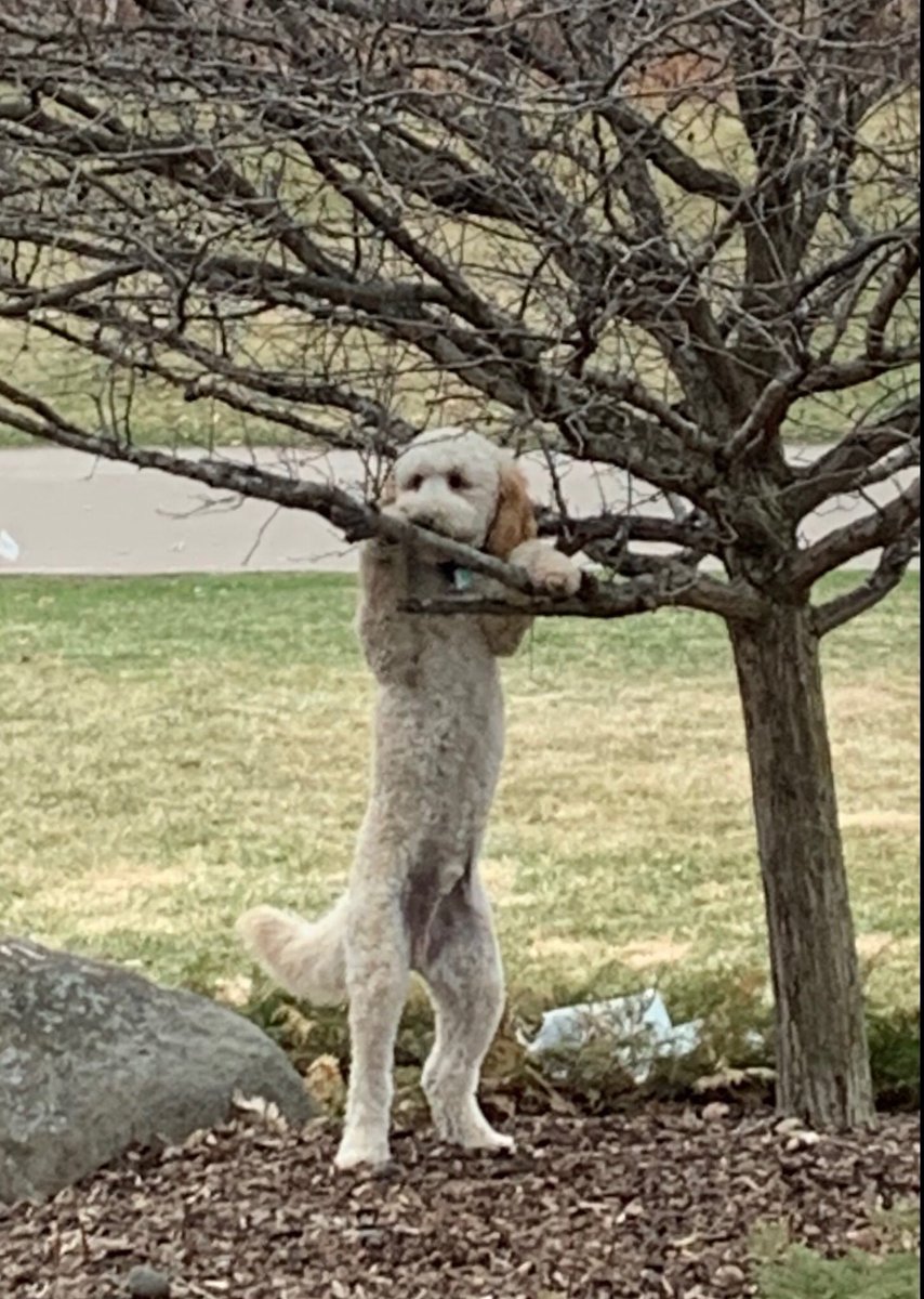 OK. In the middle of my call with the Senator, I’m standing in my living room and look outside and start screaming for  @somuchweirdness. You’ve got to see this!I’m not on mute, but don’t care. She runs over & takes a picture. I stupidly try 2 describe this to a polite laugh.10/