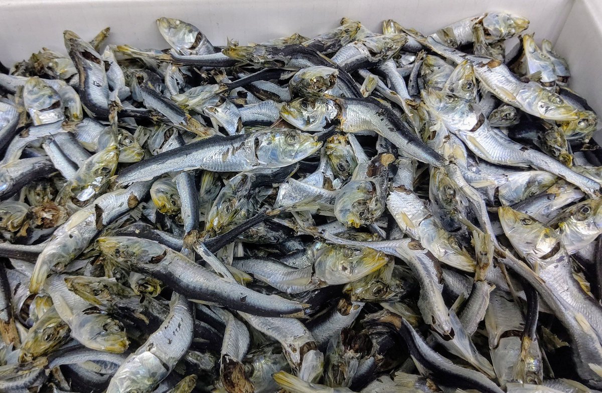 麺屋むじゃき 佐藤 V Twitter 本日からの煮干スープ 九十九里背黒 八戸背黒 静岡平子 伊吹いりこ いい平子が入りました