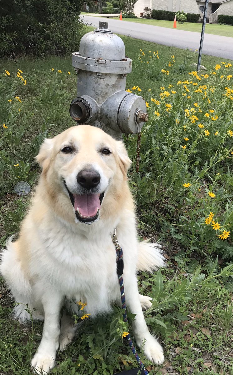 mel_allenjones's tweet photo. A fire hydrant and wildflowers. What else does a Texas girl need? Love Mylie #enjoysimplethings https://t.co/JeaeYJIPOb