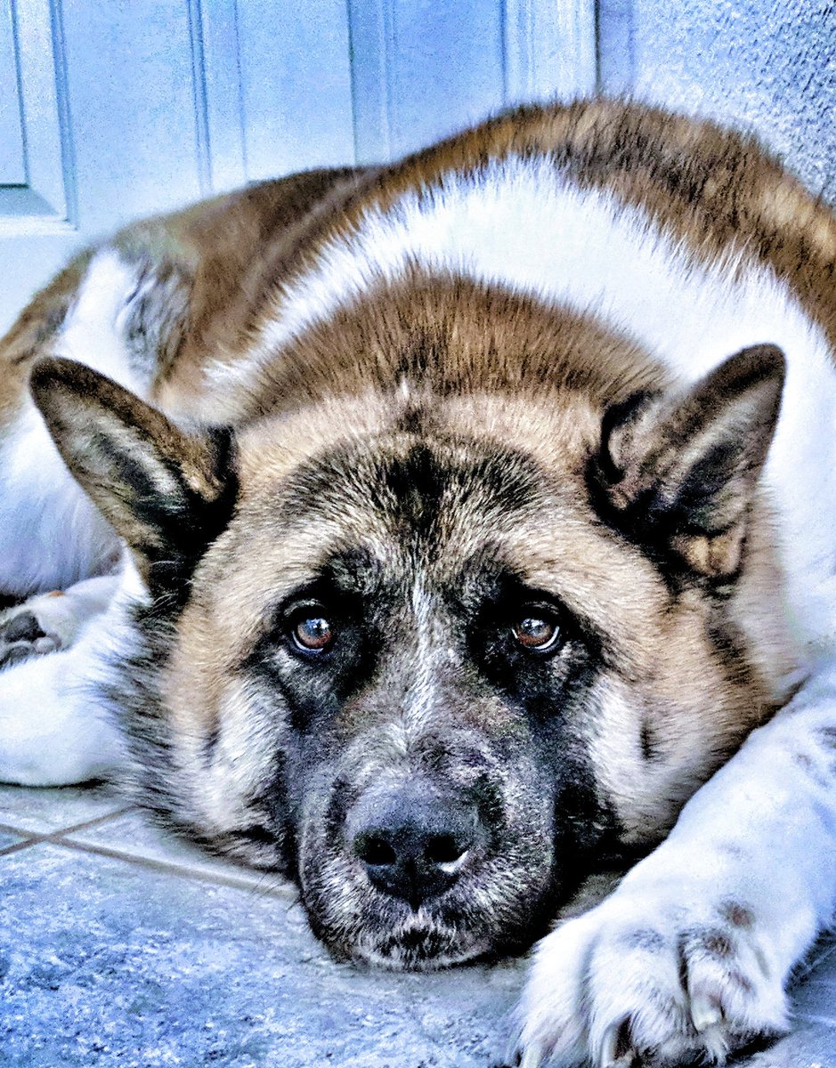 _AndyTheo_'s tweet photo. Meet Shogun. #AddBlueToAnything https://t.co/PUKBLgLPgV