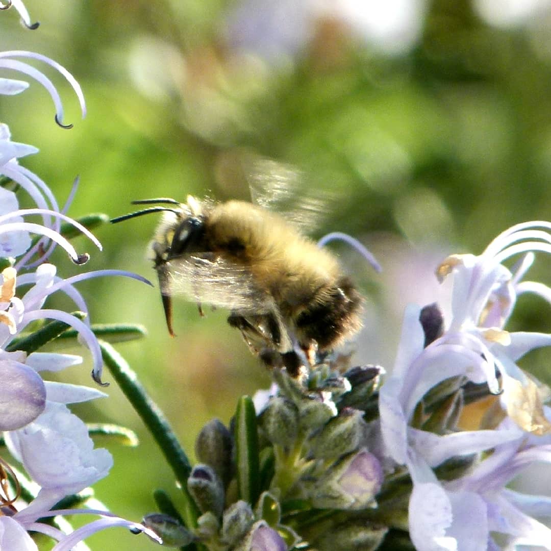 Several buff tailed and red tailed bumble queens on rosemary and flowering currant. Also one of my favourite solitary bee, hairy-footed bee. Brown males chasing off rival males. The females are black with orangy/red hind legs. <a href="/WildBeeBrighton/">Wild-Bee</a> <a href="/btnhovewildlife/">B & H Wildlife Forum</a> <a href="/SussexWildlife/">Sussex Wildlife Trust 🦔</a>