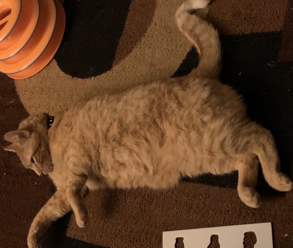 TheDexterKitty's tweet photo. Hey @footballdiehard, this work from home thing is helping me get closer to Mr Ming’s fine figure. Up for the challenge? #UnflatteringAngle #CatsOfTheQuarantine #CatsOfTwitter #WorkFromHome https://t.co/8QN04JXzz0