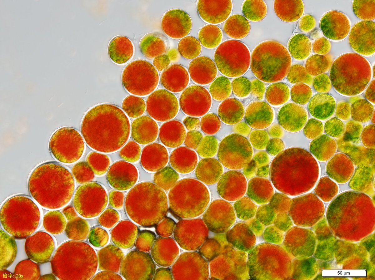 国立環境研究所 微生物系統保存施設 ヘマトコッカスはこのような藻類です 赤くみえるのがアスタキサンチンです T Co Jbdm6iapbg Twitter