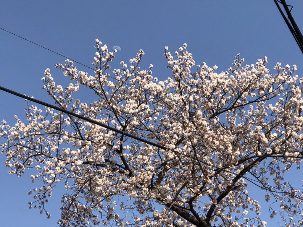 Twitter এ 志乃宮 風子 やっぱり寂しい11月1日 昨日は風強かったね 花散らしの風になってるかと思ったけど そんなに散っない桜も 久々にじっくり空をみた 空が青かった T Co Dadybhss0t ট ইট র Twitter এ 志乃宮 風子 やっぱり寂しい11月1日 昨日は風強かったね 花散らしの風になってるかと思ったけど そんなに散っない桜も 久々にじっくり空をみた 空が青かった T Co Dadybhss0t ট ইট র