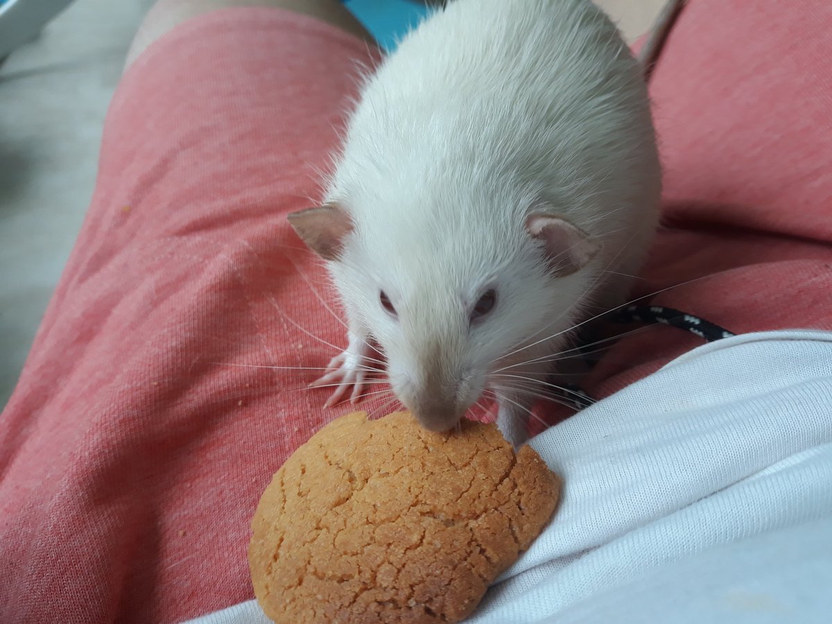 he stole my entire heccin cookie.

[#ratsoftwitter]